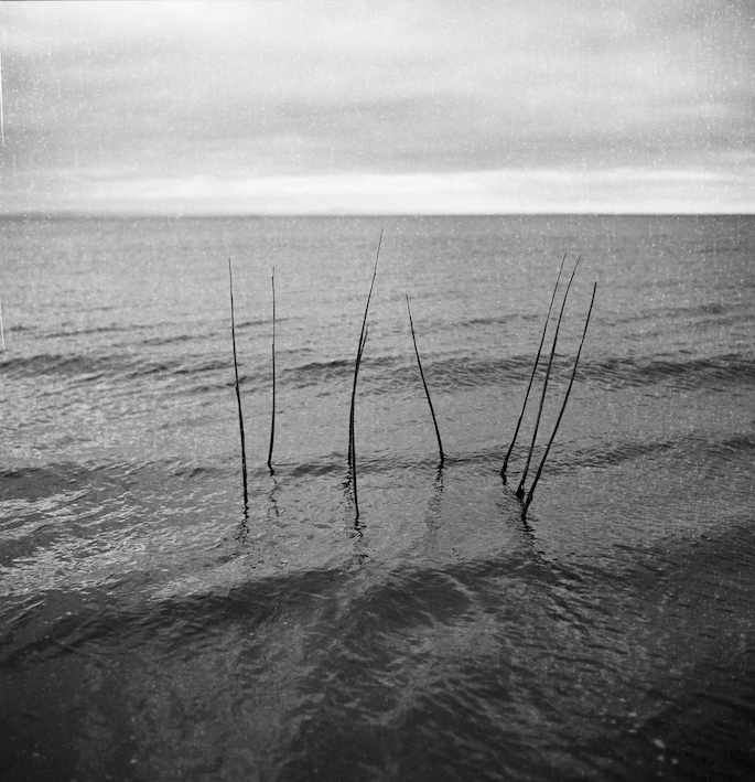 Image of sculpture in the sea. Designed to look like the remnant of a fishing weir, jagged bunches of willow (wrapped with thread) come out of the sea. They are arranged in a circle.