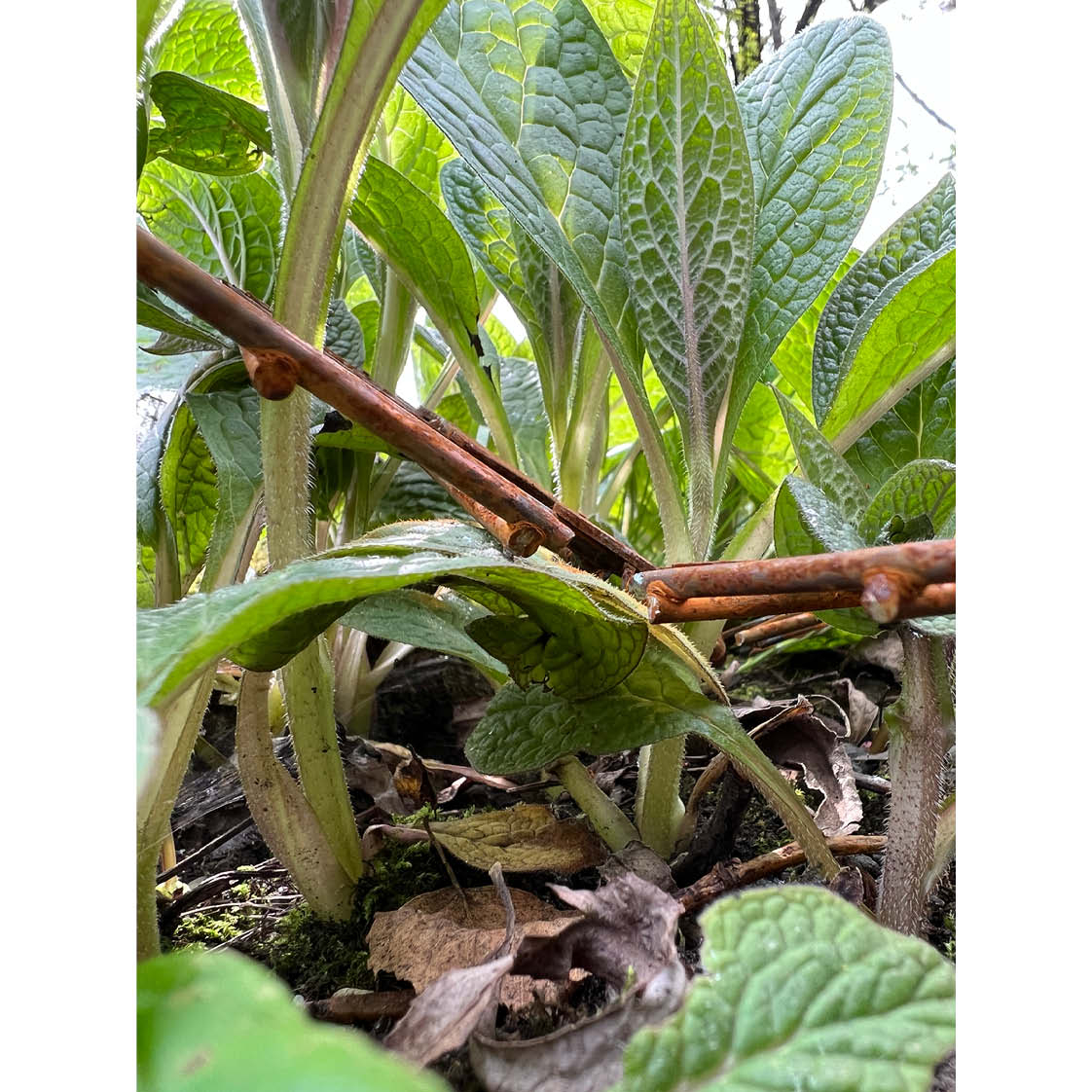 Crab Trellis In situ