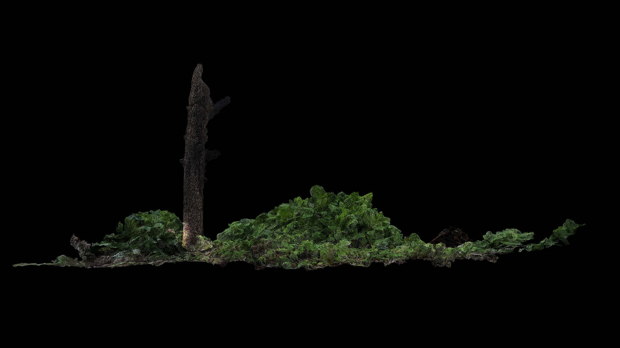 Crab Trellis Point After