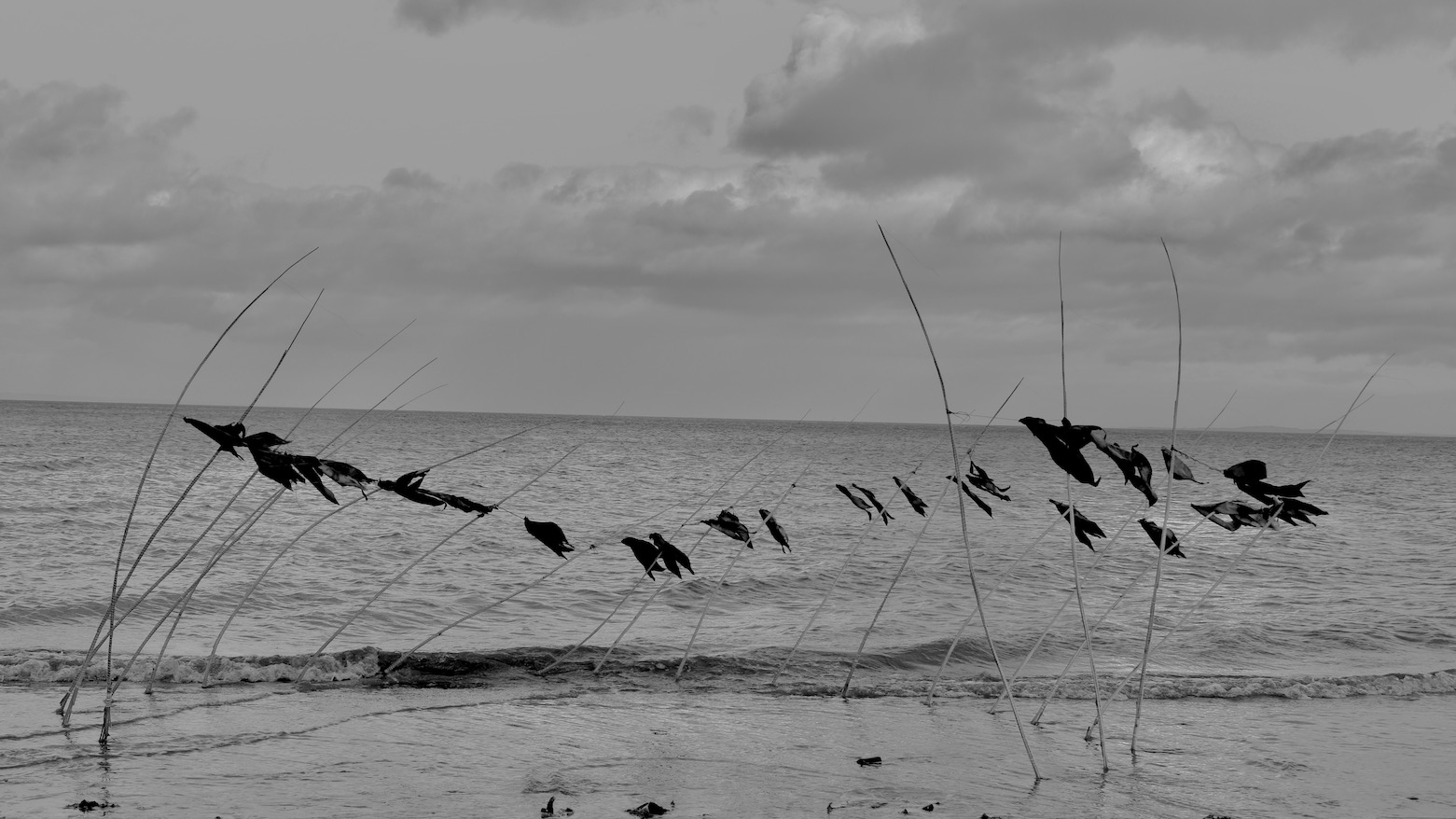 Image displaying sculpture in the sea. Bunches of willow support a line of strung up black fabric
